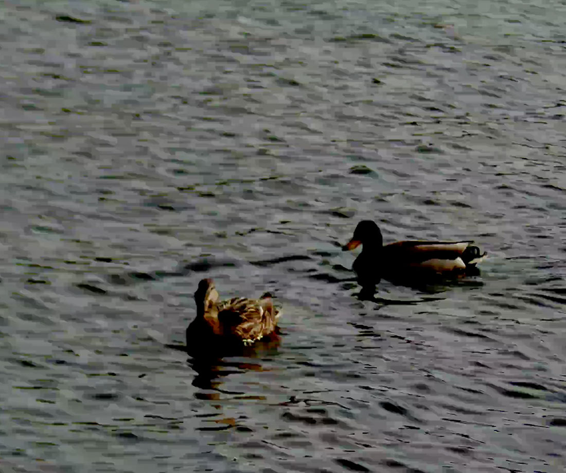 Two friendly ducks swimming at dusk, 3x Zoom